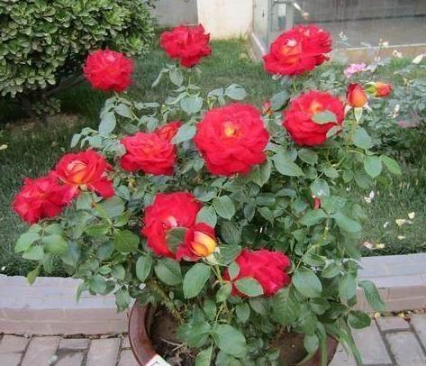 养殖花草小妙招用香蕉皮盆栽植物,分分钟搞定肥水、清洁问题