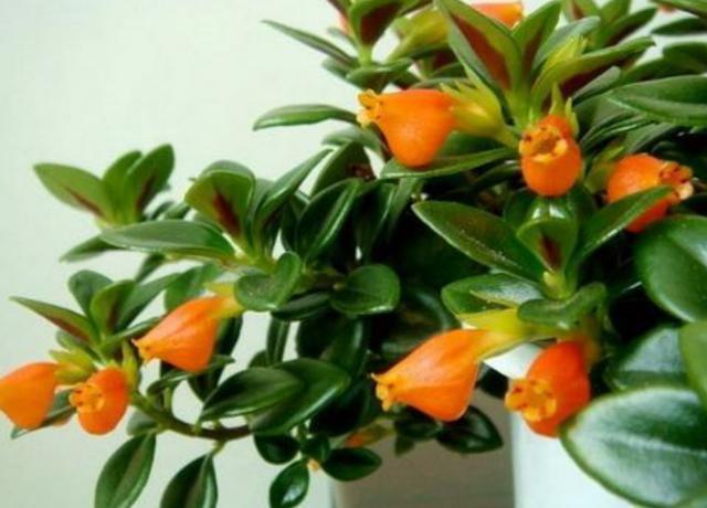 金鱼吊兰掉叶子不开花这样养，叶绿根壮，枝头挂满“小金鱼”