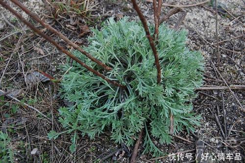 茵陈功效与作用