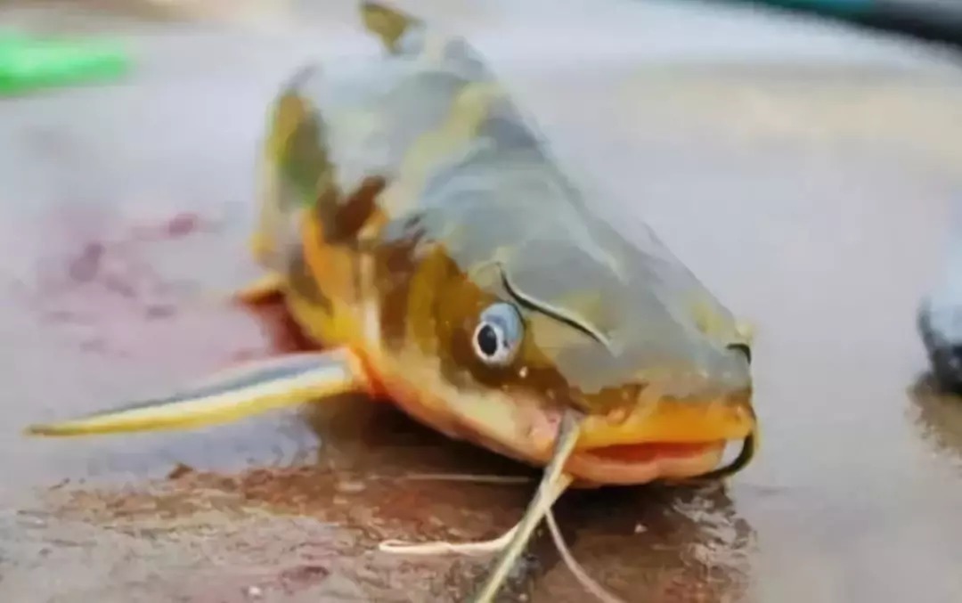 垂钓|用了这个绝招,黄颡鱼会钓上瘾 ,每次都能钓一大桶!