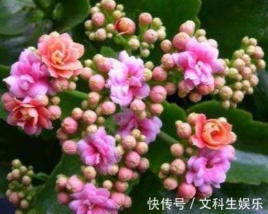 植株|长寿花茎杆长了“气生根”,明白这些事,不再“脑袋疼”!