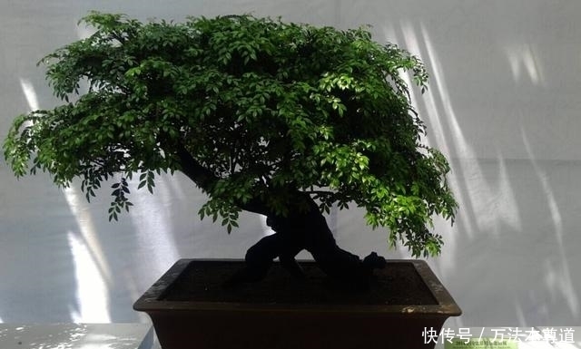 适应能力|小叶紫檀怎么养，养它有什么作用呢？益处真的很多，值得你养！