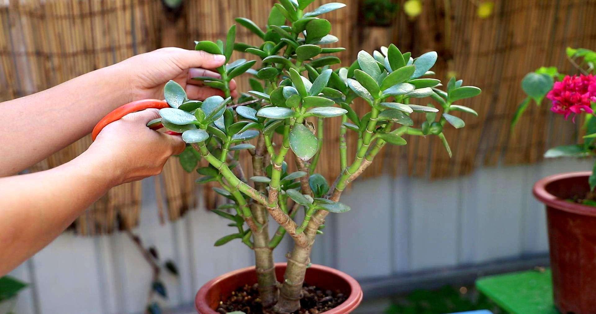 玉树修剪“3个重点”,养成百年大老树,全靠这一剪,越剪越值钱