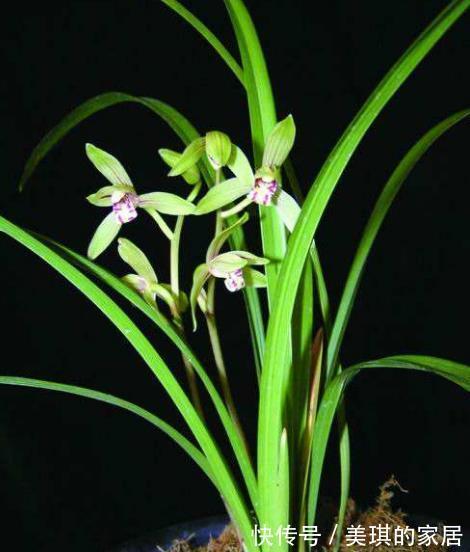 花莛|建兰开花前一个月这样养护,开出来的花又大又香