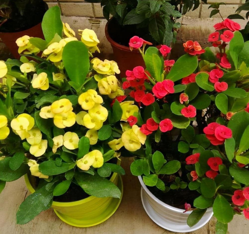 花芽|公认“好养”的3种花,适合现在养,稍加养护就能接二连三开花