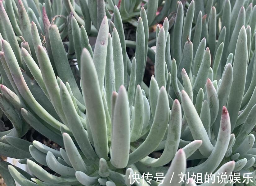 养仙女杯多肉爱杜丽丝,3个细节把控好,茎叶茂盛又美丽