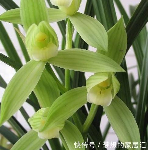 兰花繁殖该注意些什么,这些知识你必须了解,用不了半年翻倍