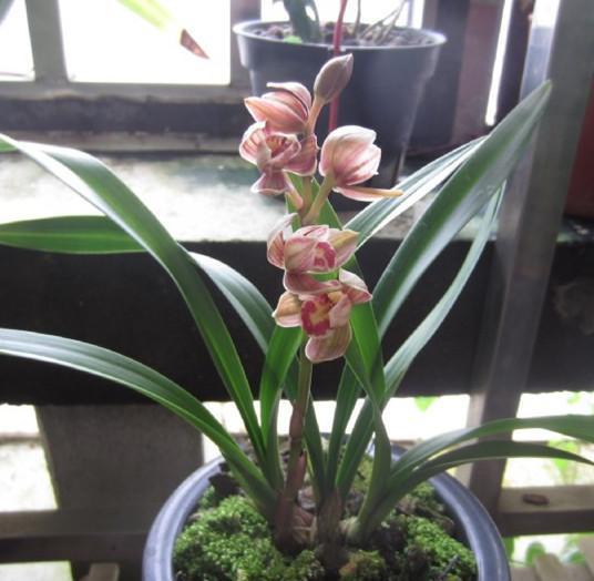 最适合新手,上班族养植的兰花,开花漂亮又清香,养护起来不费力