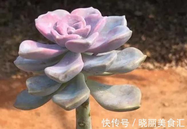 4种多肉便宜又好养,出状态非常漂亮,适合新手小白