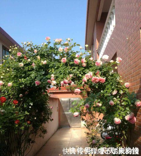 阳台庭院养上三种花，风景美如画，天天置身于花海里