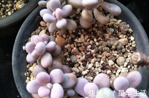 透气性|农村姑娘在院子里种多肉,选择多肉花盆经验分享:要好看也要实用
