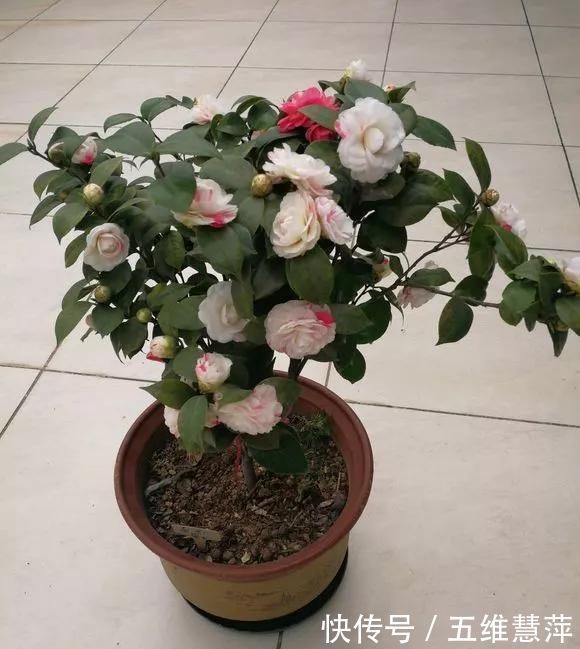 这6种花儿爱吃酸,每月1勺“酸水”,花苞满盆看不见叶