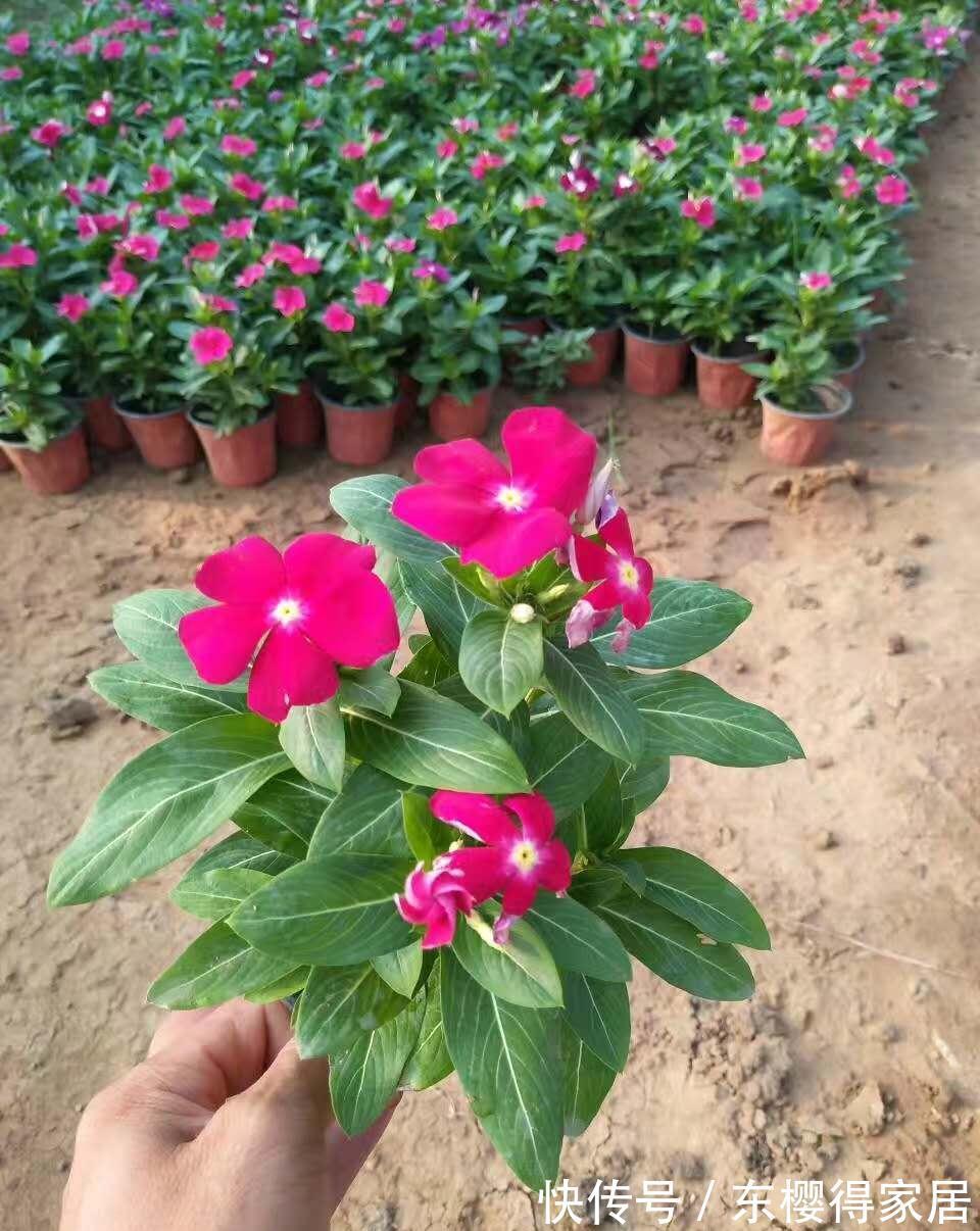 小苗|养了一棵花，爆了“一窝崽”，漂亮又好养，就是不值钱