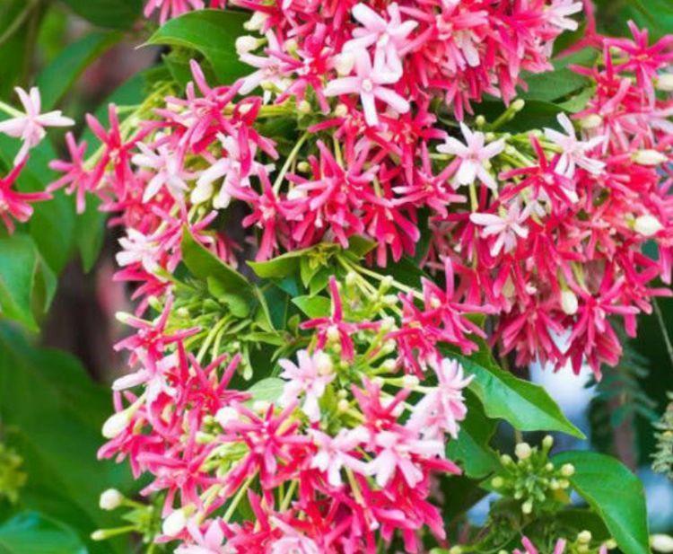 家里要养几种花,开花吉祥又喜庆,比牡丹美,比绿萝好养!