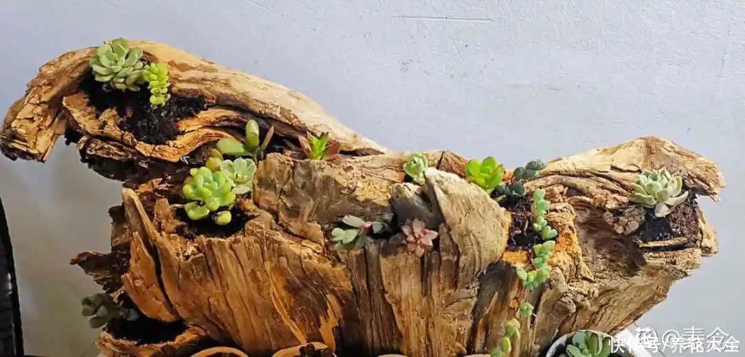 过完年，垃圾桶周围多了不少花，又要开始捡破烂儿了