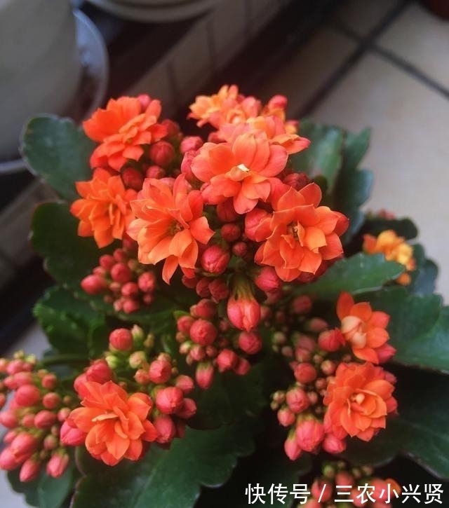 长寿花|长寿花花期过后注意这几点, 下一次开花更大更好看