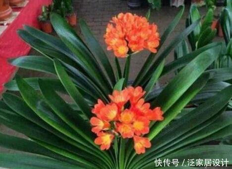 翻倍|5月养君子兰，掌握几个要点，叶子挺拔油绿，来年花量翻倍