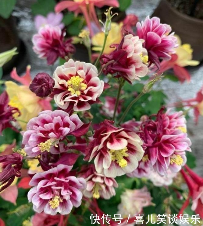 栀子花|4种花养家里,人养花,花也养人,花香四溢飘满屋,美