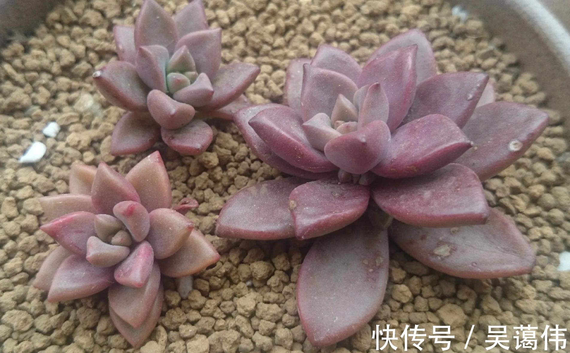 多肉姬胧月,虽然已经沦为赠品,但是养出状态金不换