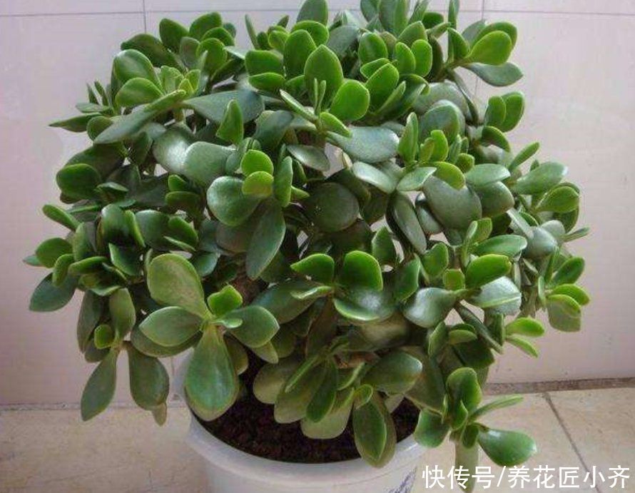 景天科|如果想让玉树长得快，夏季不能少了这3点
