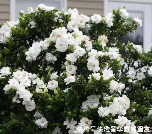 栀子花|6种“花”,自带香味,室内养1盆,比清新剂强1倍,无毒又环保!