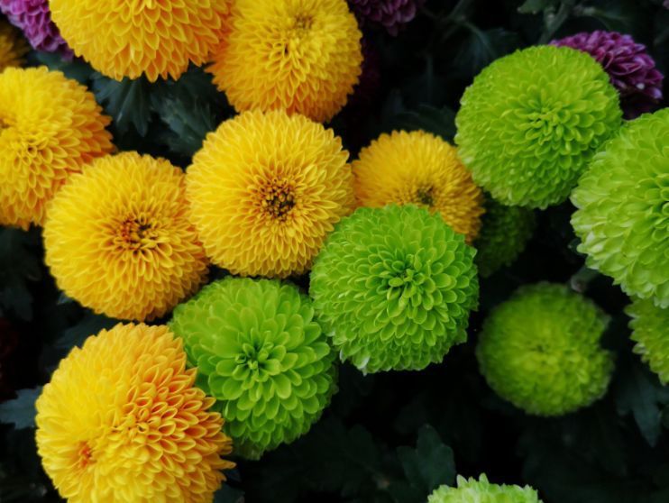 喜欢养花，不如养盆石榴，花色多又艳，四季花开不停，美