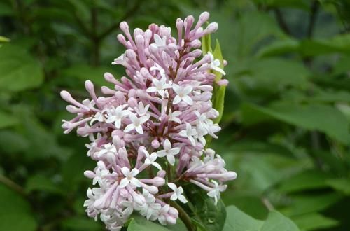 幽门螺杆菌遇到了“死敌”,每天喝几口,胃病和口臭全赶跑