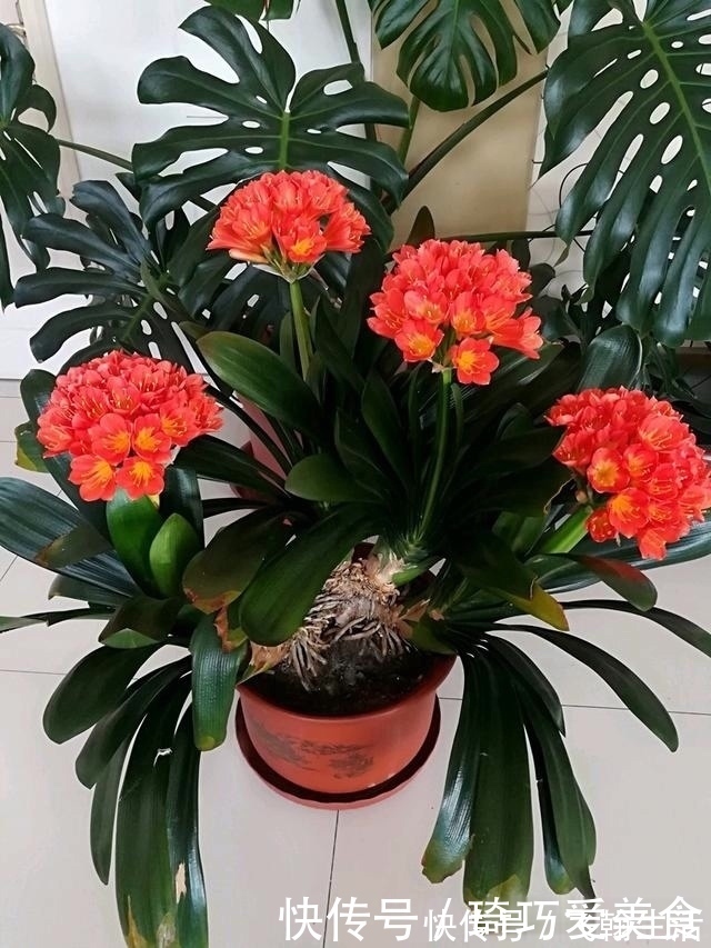 营养液|君子兰肥足长得壮,4种“肥水”轮着浇,10枝花箭一起蹿出来