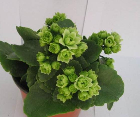 养长寿花、三角梅，就得“顺着来”，花苞一钻就几百，开成红瀑布