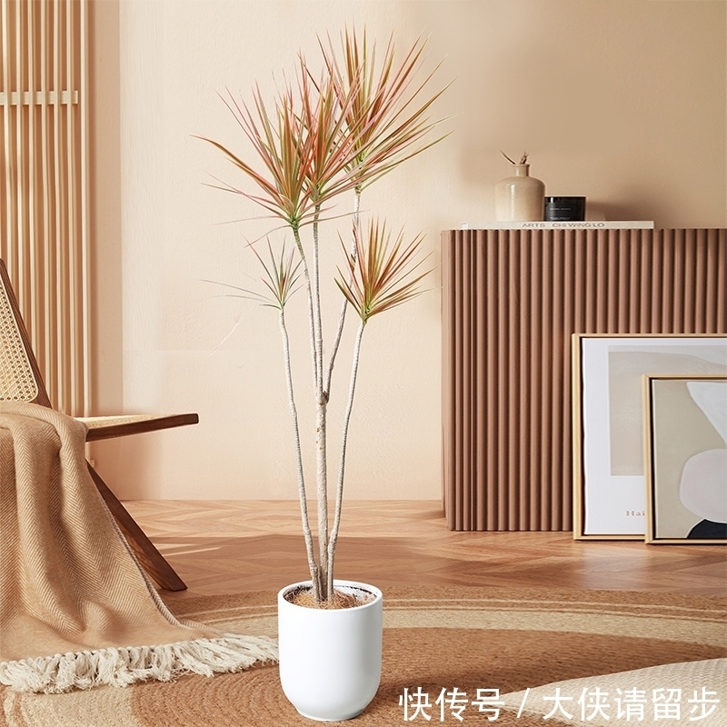 “人养花三年,花养人一生!”家居盆花100种,总有几款你喜欢