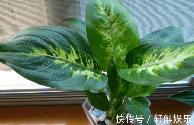 别看这些花草长得美,不要养在家里,“心眼”可坏啦