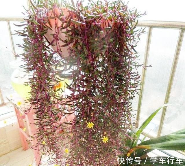 “吊着养”的多肉,不要控养撒欢长,千珠万珠垂落,阳台一片好景!