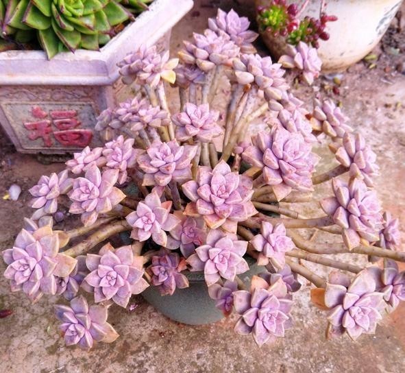  谈谈|谈谈多肉扦插，这5点不要忽略，或许可以提高多肉扦插成活几率