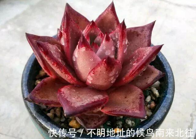 60种多肉图鉴及养护要点，1分钟学会，超全超实用！