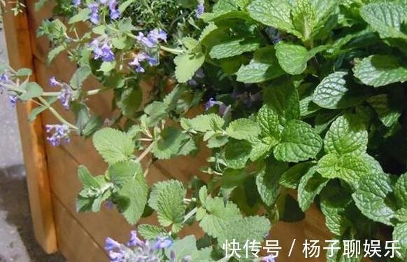 舒适|卫生间''除异味''大招放置3种绿植除臭，居家环境更舒适