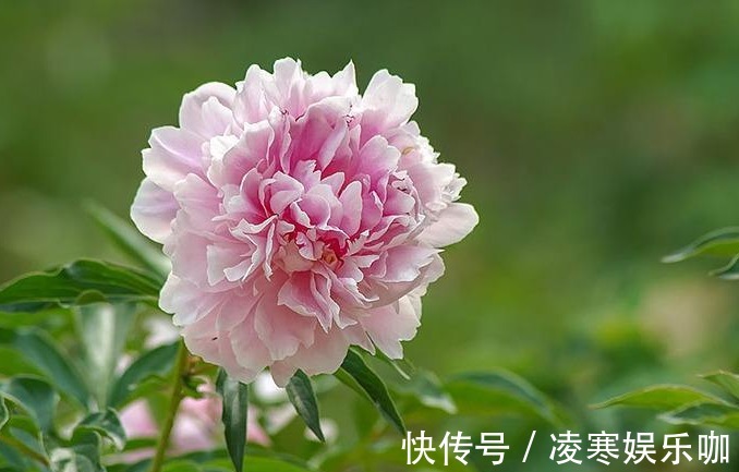 生肖|夫妻是以下三对生肖组合的,吵不散情谊,分不开的幸福