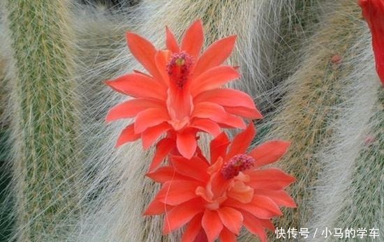 猴尾柱变成“九尾狐”后太美了,听说养好了一盆价值高达两三万哦!