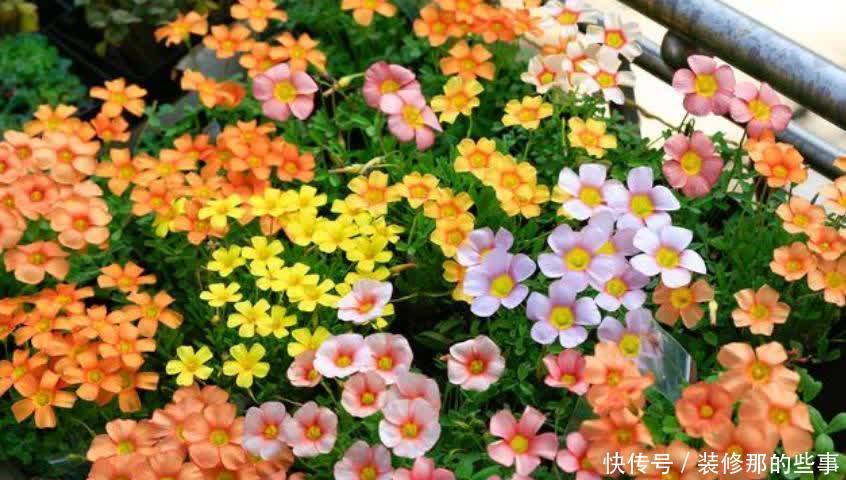 春天“4种花”赶紧养起来，养在哪里都爆盆，好运到来