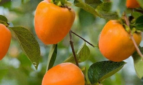 人到中年，推荐常吃3种食物，滋补肝肾，延缓衰老，强身健体