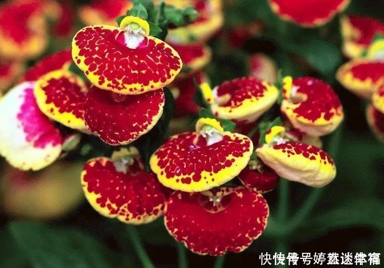 钱包|此花花形独特,一眼望去犹如一个个鼓鼓的钱包,寓意着富贵与富有