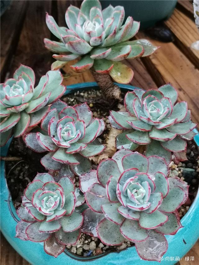 拈花一笑为红颜,无奈雨霾非吾恋