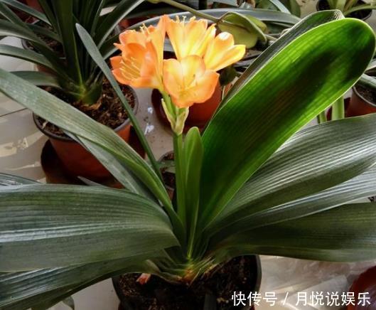 此种“好东西”，给君子兰“喂1点”，冒出“大花苞”，花期长！