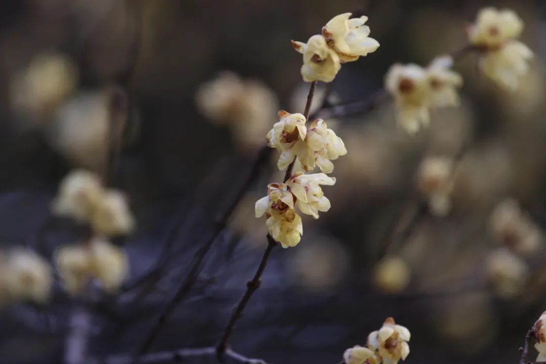 梅景|蜡梅、梅花罕见同开，武汉植物园限量版梅景上新