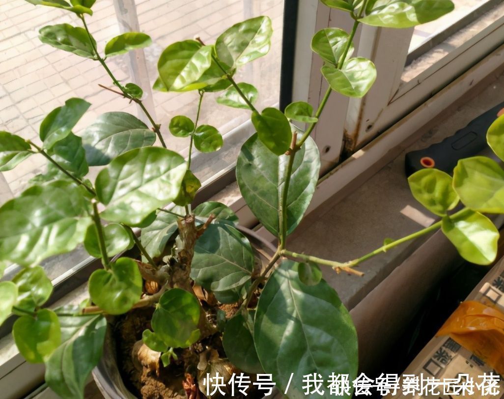 养茉莉花发现4种枝条,正确的方法是及时剪掉,否则会影响开花