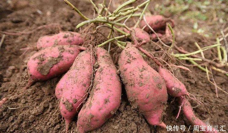  作用|女性爱美，常吃3种食物，排毒护肤，调理气血，祛皱美容