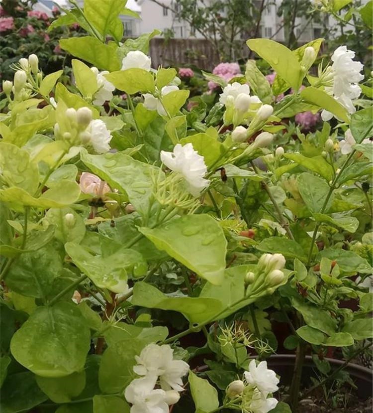 春天|下雨天，这些花快扔出去，淋一淋，呼呼冒新芽，花开一大盆