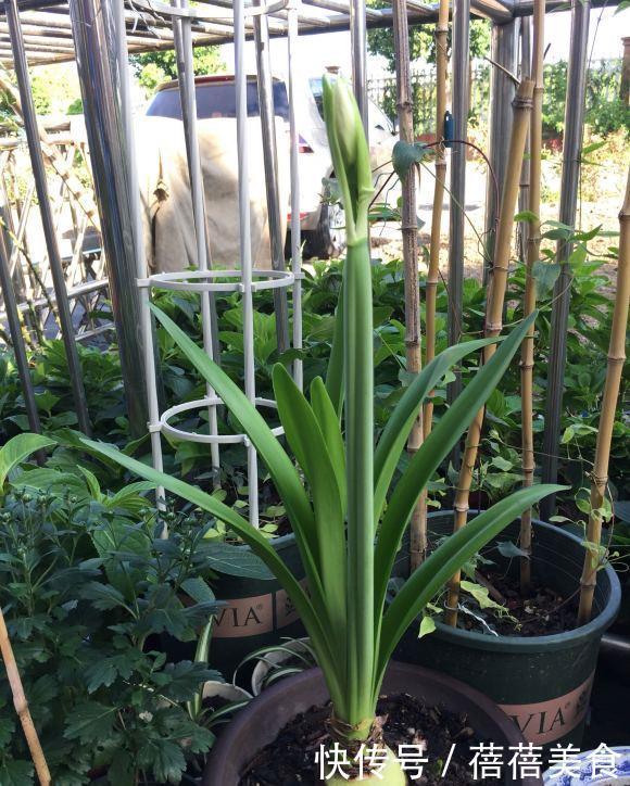 朱顶红中的“花机器”,勤花的“阿弗雷”,爆花的“王者”