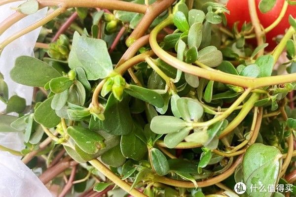 马齿笕|夏天的宝,农民的草马齿苋