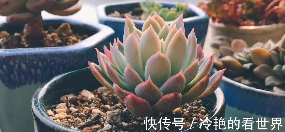 花友们|天热养多肉,抓住3重点,盆栽不患黑腐病招害虫