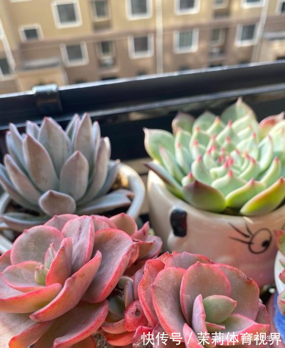 进阶|养多肉,经验很重要,5点必看知识点,帮你快速进阶成大神